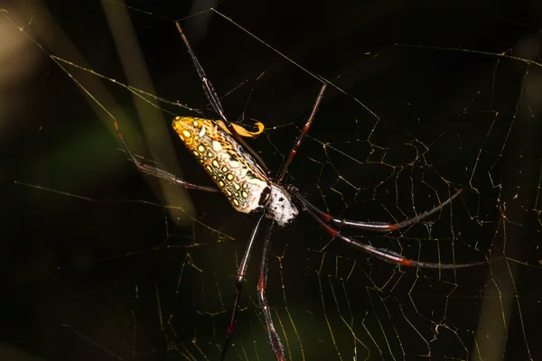 Spin op het web — Stockfoto