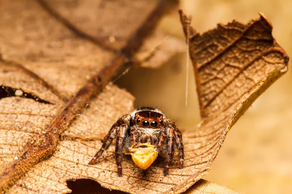 Jumping spider on green leaf — Stock Photo, Image