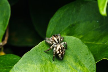 yeşil yaprak örümcek atlama