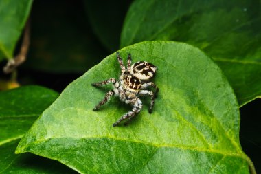 yeşil yaprak örümcek atlama