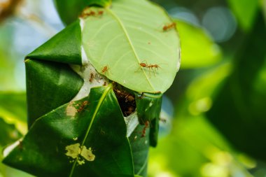 Kırmızı karıncalar yuva