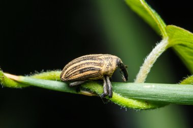 Yeşil çimenlikteki böcek.