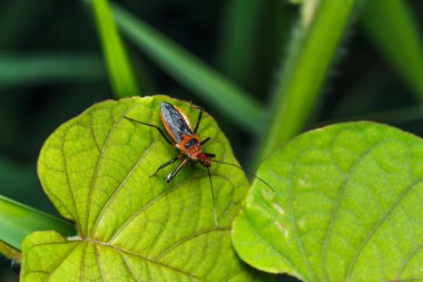 Yeşil çimenlikteki böcek.