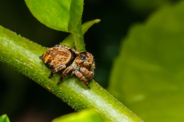 Hoppande spindel på gröna blad — Stockfoto
