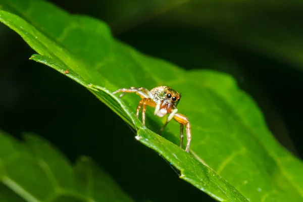 Spin springen op groen blad — Stockfoto