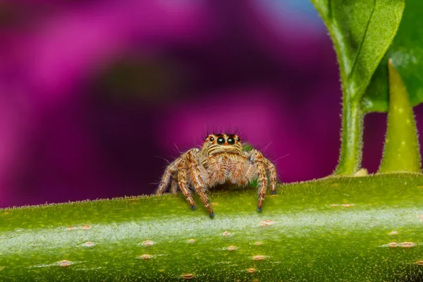 Jumping spider on green leaf — Stock Photo, Image