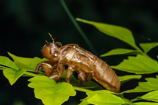 Cicada muda — Foto de Stock