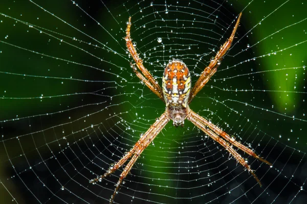 Spider pe web — Fotografie, imagine de stoc