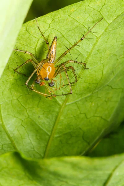 Aranha saltando na folha verde — Fotografia de Stock