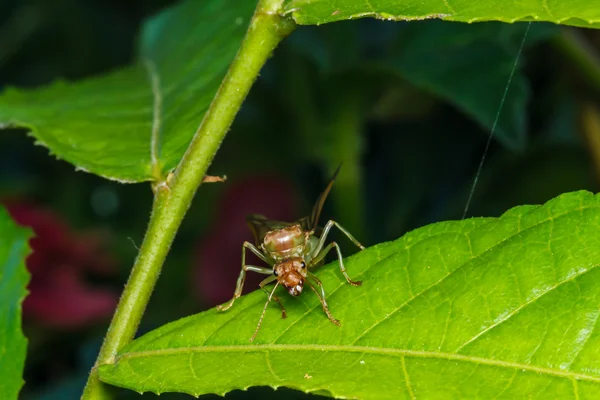 Weaver ant drottning på gröna blad — Stockfoto