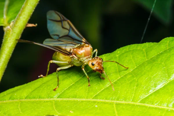 Tejedora hormiga reina en hoja verde —  Fotos de Stock