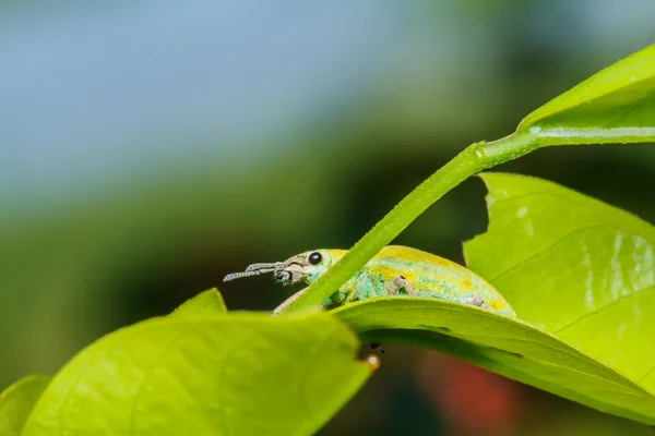 Un coleottero che si accoppia su foglia verde — Foto Stock