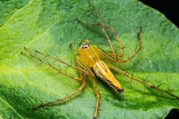 Hoppande spindel på gröna blad — Stockfoto