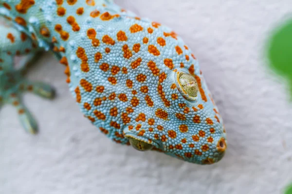 Gecko — Stockfoto