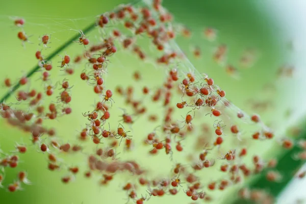 Bebekler örümcek grupları — Stok fotoğraf