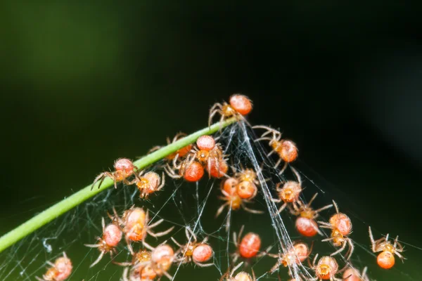 Grupos de bebês aranha — Fotografia de Stock