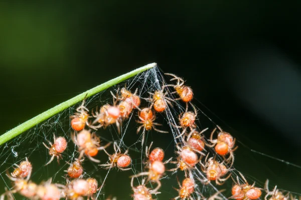 Grupos de bebés araña —  Fotos de Stock