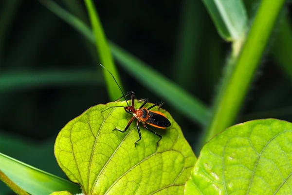 Insect op het groene gras — Stockfoto