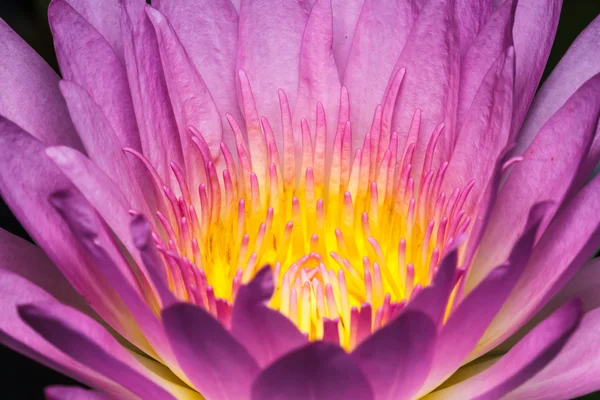 Pink water lily — Stock Photo, Image