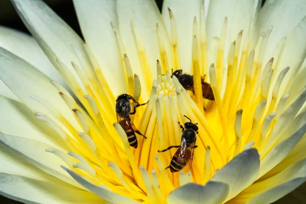 Bee op lotus — Stockfoto