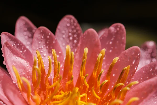 Roze water lily — Stockfoto