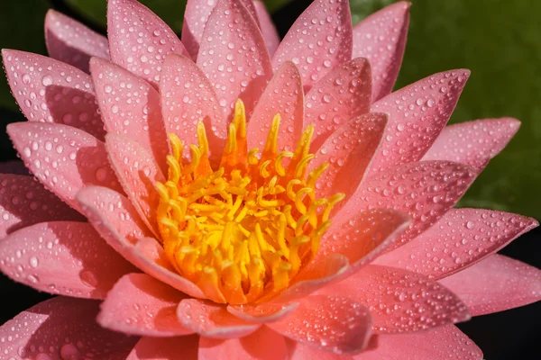 Roze water lily — Stockfoto