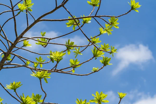 Eerste bladeren op boom in het voorjaar van — Stockfoto