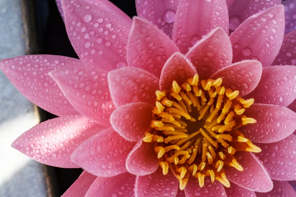 Roze water lily — Stockfoto