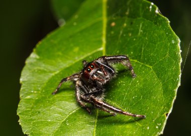 yeşil yaprak örümcek atlama