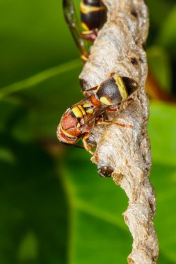 eşek arısı yuvası kurar