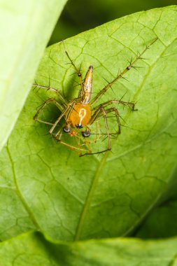 yeşil yaprak örümcek atlama