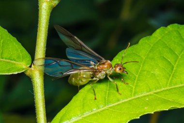 Weaver ant Kraliçe yeşil yaprak üzerinde