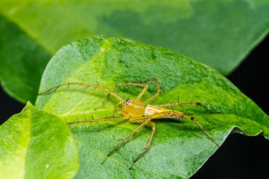 yeşil yaprak örümcek atlama