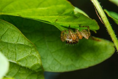 yeşil yaprak örümcek atlama