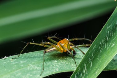 yeşil yaprak örümcek atlama