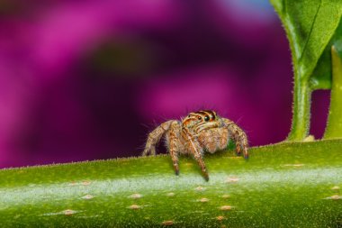 yeşil yaprak örümcek atlama