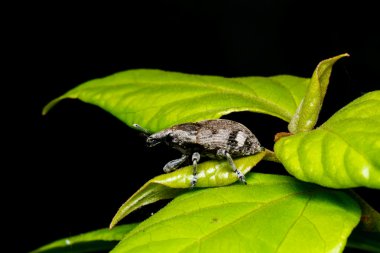 çiftleşme yeşil yaprak böceği