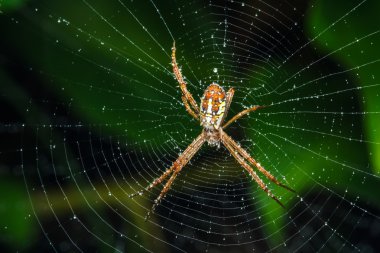 Örümcek ağda