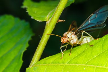 Weaver ant Kraliçe yeşil yaprak üzerinde