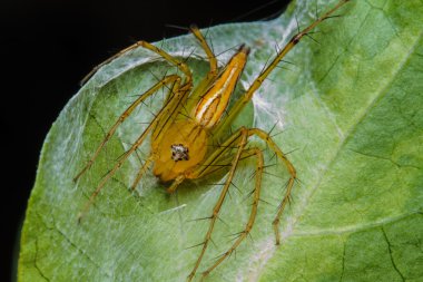 yeşil yaprak örümcek atlama