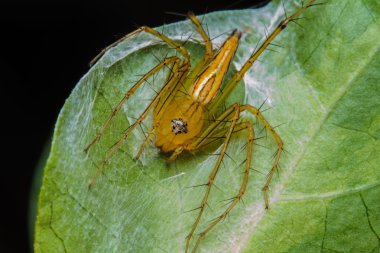 yeşil yaprak örümcek atlama