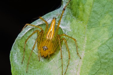 yeşil yaprak örümcek atlama