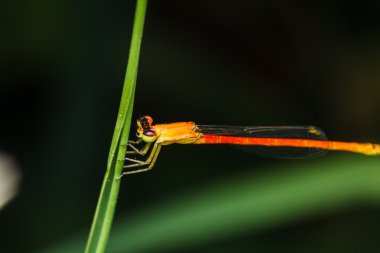  yusufçuk dalları otların arasında kalın