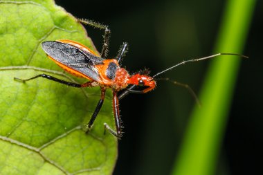 Yeşil çimenlikteki böcek.