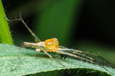 yeşil yaprak örümcek atlama