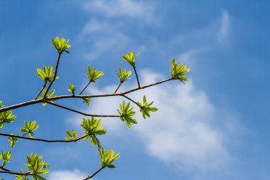 İlk baharda ağacının yaprakları