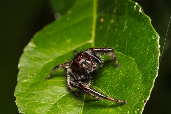 Salto de araña en hoja verde — Foto de Stock