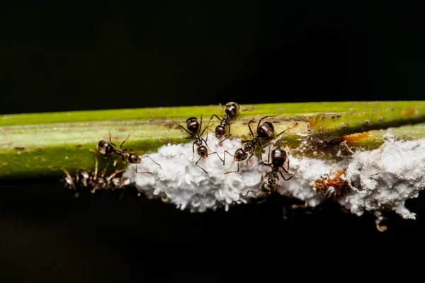 Hormigas trabajadoras negras —  Fotos de Stock