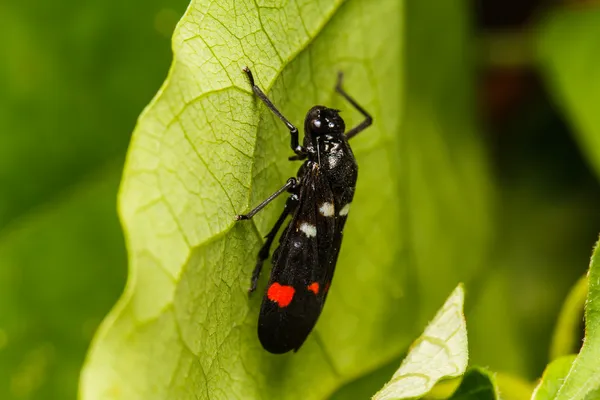 Cicada insect resting on green leaf — Stock Photo, Image