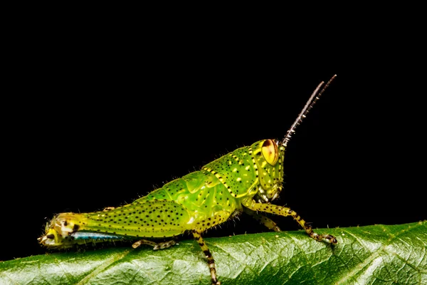 Grasshopper perching on a leaf — Stock Photo, Image